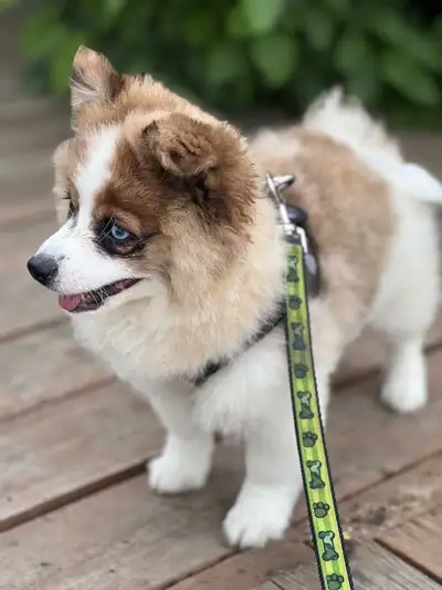 Name: wolf Breed: Pomeranian Age: 3 months Sex: Male Adult weight : 8 lbs Health: vaccinated deworme...