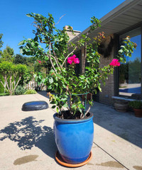 Tall bougainvillea plant in pot