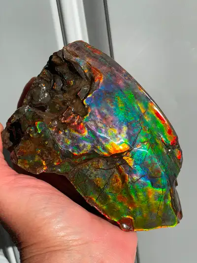 Two Sided Ammonite /Ammolite Shell Section, View more