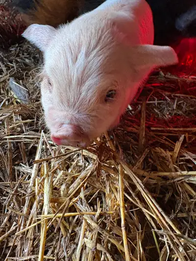 AKKPS registered Kunekune piglets, View more