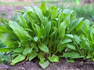 Sorrel, any of several hardy perennial herbs of the buckwheat family (Polygonaceae). Also know as Fr...