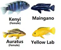 African cichlids sale: yellow lab, blue Kenyi, Auratus,