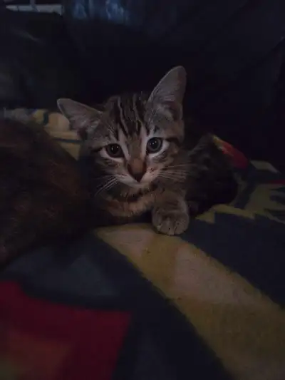 Kittens to rehome, View more
