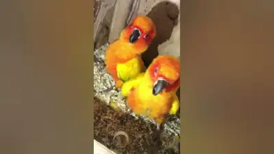 Dispo : bébés conures soleil - Baby sun conure Now available, View more