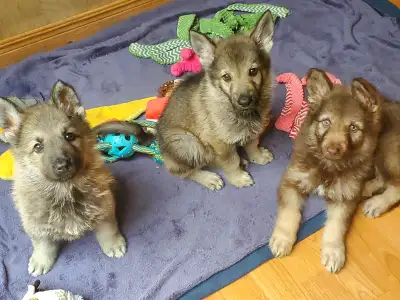 CKC Registered GSD, View more
