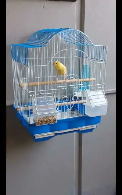 Singer Canary For Sale, View more