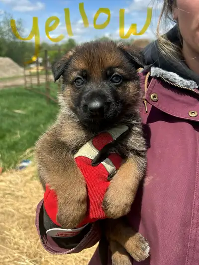 German Shepard Puppies, View more