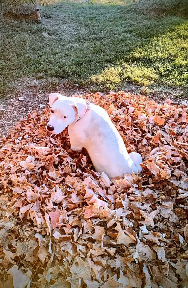 PLEASE HELP FIND THIS DOG605488495618304002