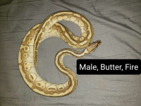 Male Ball Python