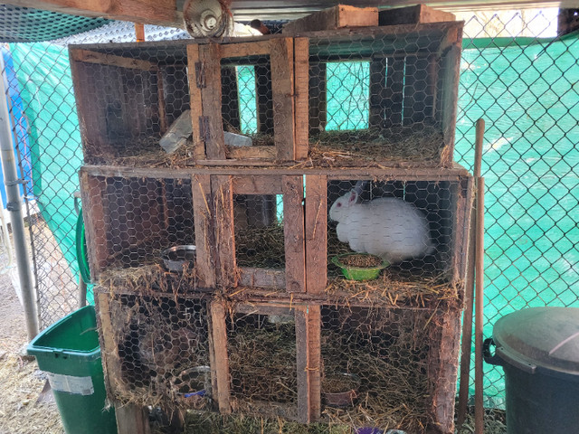 Rabbit cages in Accessories in St. Catharines
