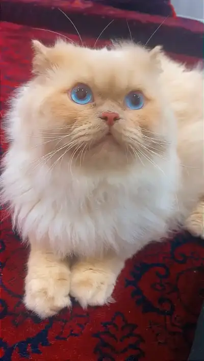 Male persian cat 3 years old