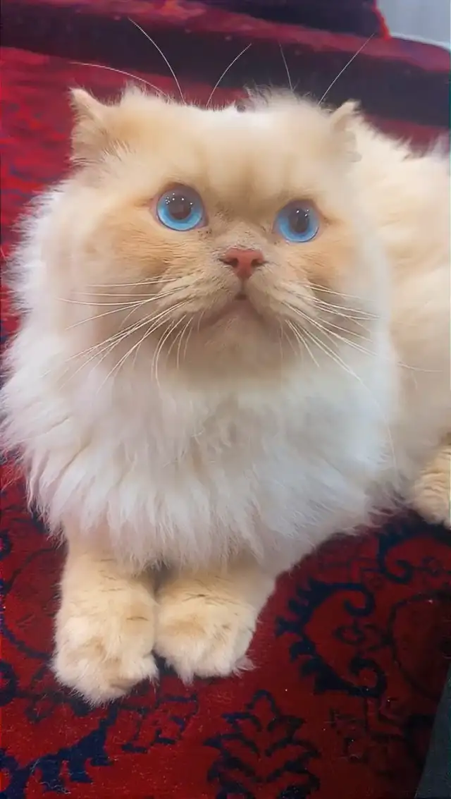 persian cat  in Cats & Kittens for Rehoming in City of Montréal - Image 2