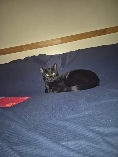 Chatte noire  à adopter, View more