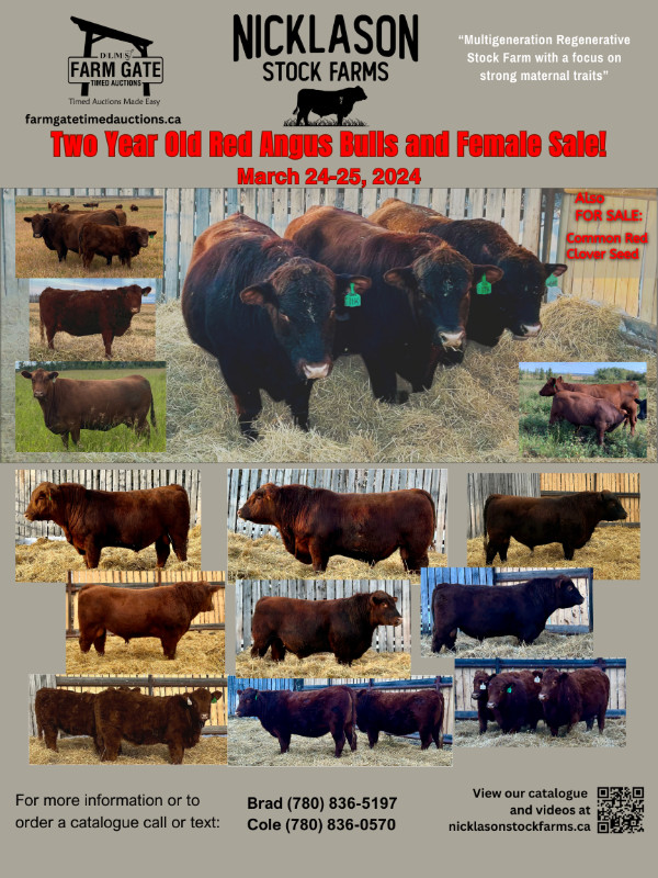 Nicklason Stock Farms 2 Yr old Bull and Female Sale in Livestock in Dawson Creek