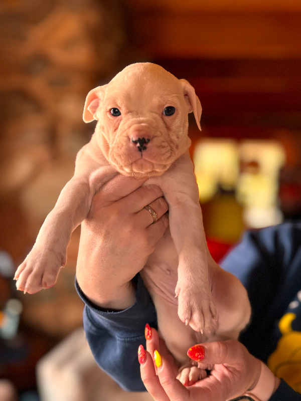 *2 left!* Bulldog puppies (American/Valley) in Dogs & Puppies for Rehoming in Truro