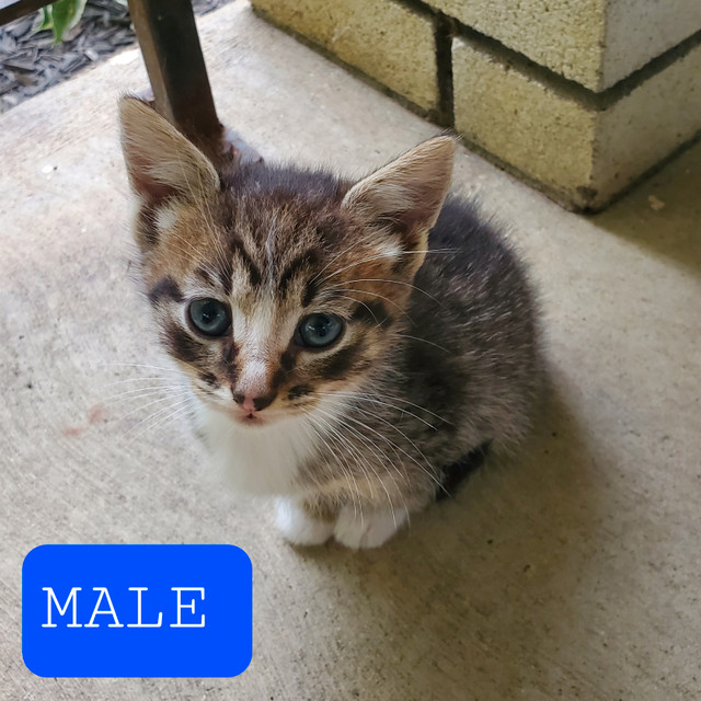 Male Kittens in Cats & Kittens for Rehoming in Winnipeg - Image 3