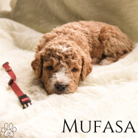 Six F1b Goldendoodle Puppies Available 