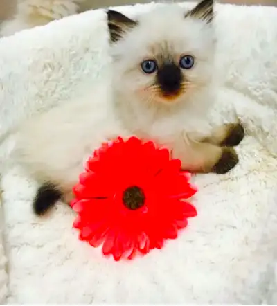 LUXURY BABY GORGEOUS RAGDOLLS ! READY TO GO HOME, View more