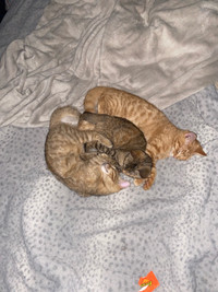 BENGAL KITTENS!!!