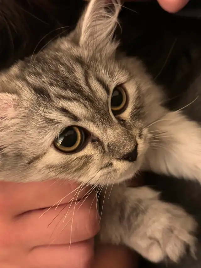 Adorable 1 year old Siberian Cat