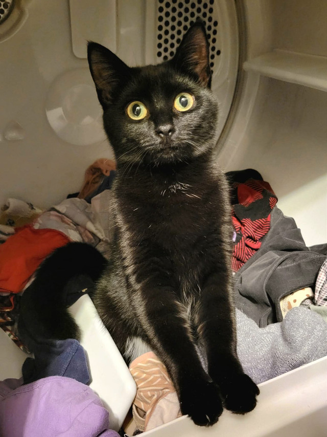 2 year old Female cat to a good home in Cats & Kittens for Rehoming in Fredericton