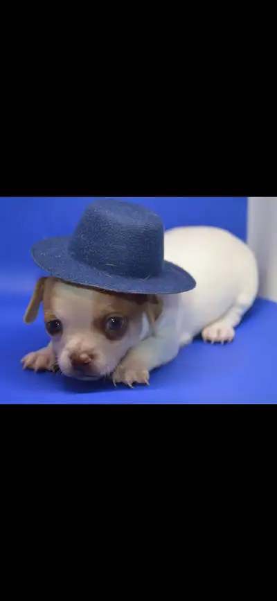 Xxxxtra small apple head Chihuahua, View more