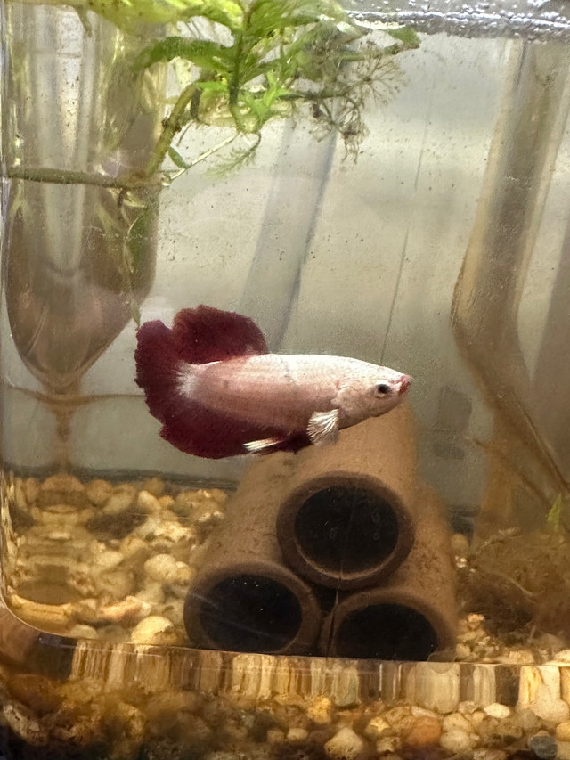 Various male and female betta  in Fish for Rehoming in Oshawa / Durham Region - Image 3