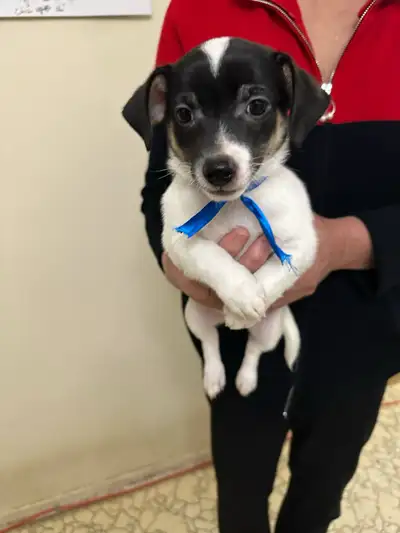 ADORABLE JACK CHI PUPPIES READY FOR LOVING HOMES, View more