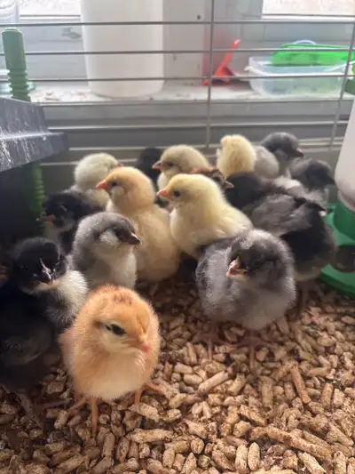 DAY OLD CHICKS, View more
