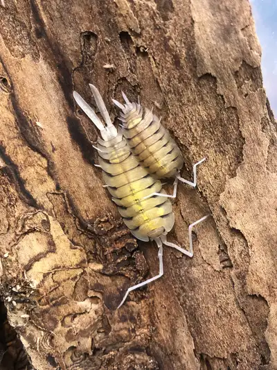 Porcellio bolivari, View more