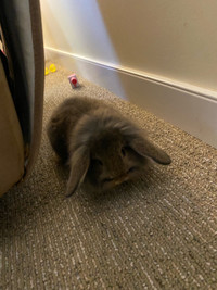 Holland lop bunny male 