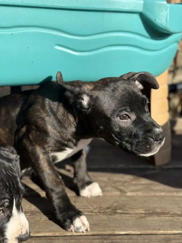 Female puppy available in Dogs & Puppies for Rehoming in Mississauga / Peel Region - Image 2