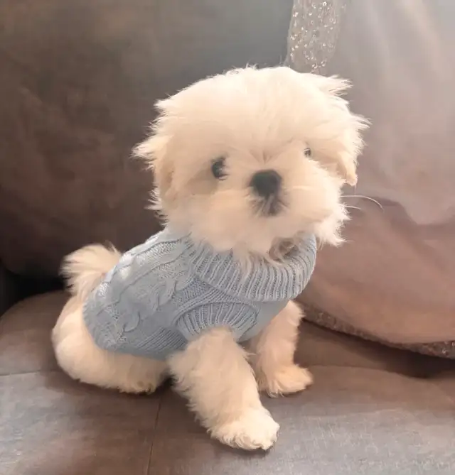 Maltese miniature amazing quality ,Bichon maltais ⭐️ in Dogs & Puppies for Rehoming in Laval / North Shore - Image 6