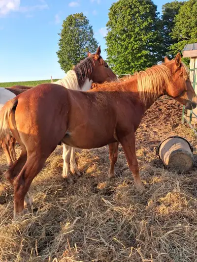 2 year-old quarter horse stud, View more