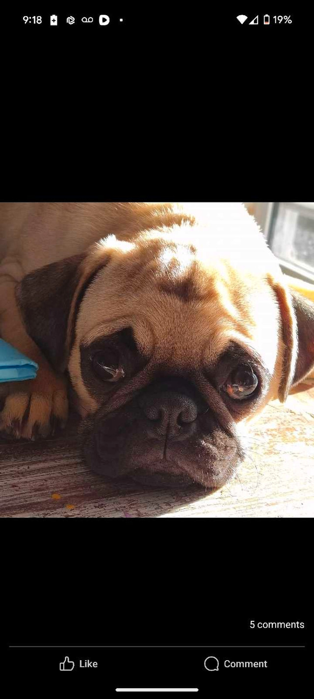   2 year old  Pug looking for a forever home in Dogs & Puppies for Rehoming in Trenton