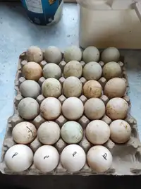 Duck, chicken hatching eggs