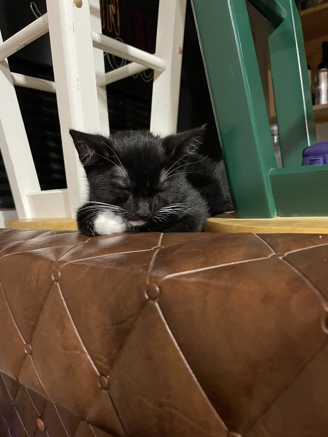 10 week old black kitten for rehoming Cats & Kittens for Rehoming