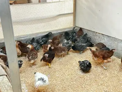 Poulettes  de 2 mois à vendre, View more