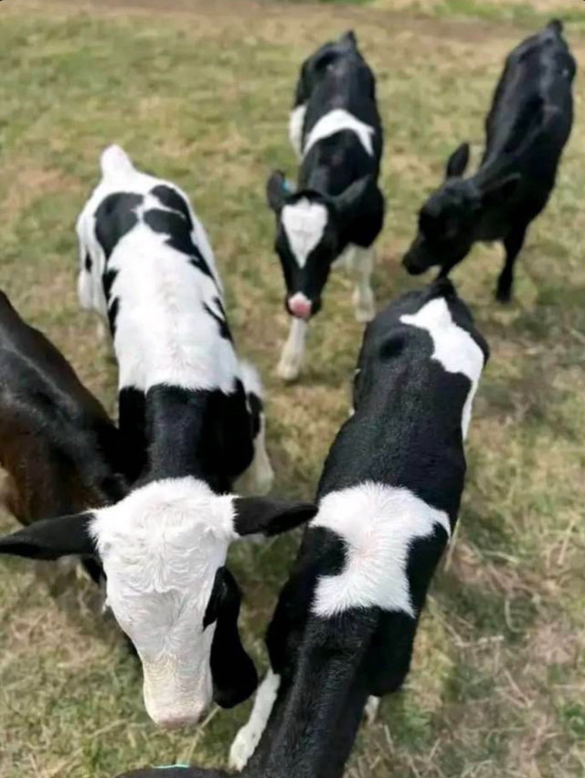 Calves available  in Livestock in City of Toronto