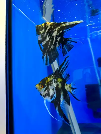 Angelfish (Gold Marble) Aquarium Fish - locally bred, View more
