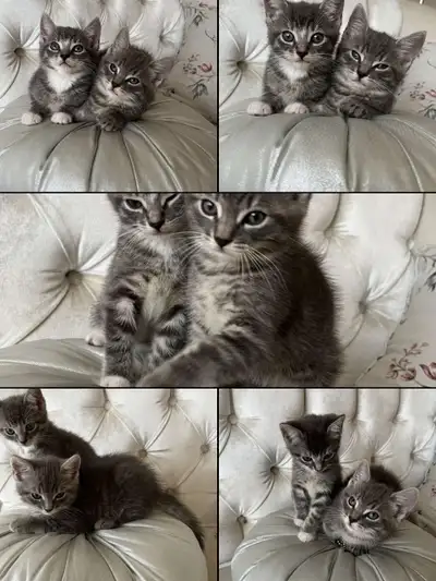FIFI et FOUFOU 2 magnifiques chatons tigrés, View more