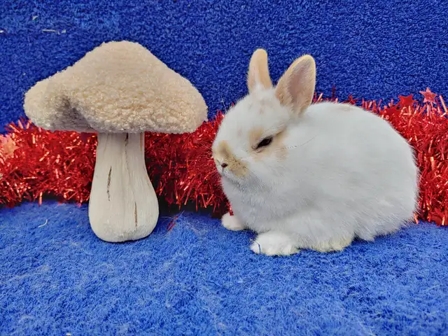 Bébés lapins nains béliers hollandais * baby Holland lop bunnies in Small Animals for Rehoming in City of Montréal - Image 9