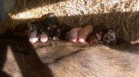 Pigs Berkshire/duroc/ tamworth cross weanlings