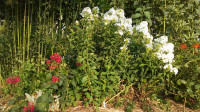 Tall White Phlox Plants