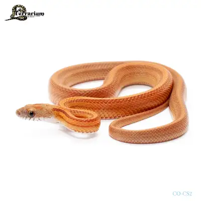 Serpent des blés - Stripe het avalanche - Mâle, View more