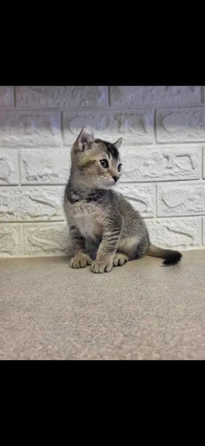 magnifique chatton highland lynx pure race , View more