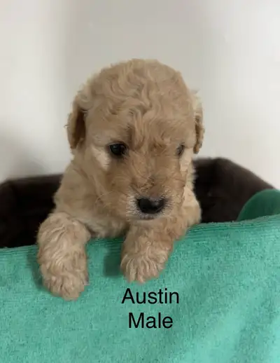 Mini golden doodle puppies, View more