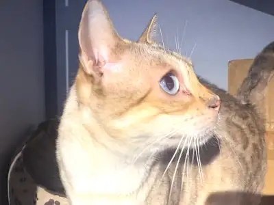 Mature Snow Mink Bengal Female to Rehome - TICA Registered, View more