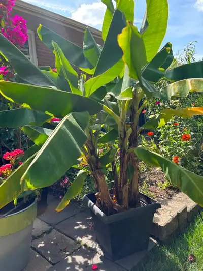 Plant, palm tree, View more