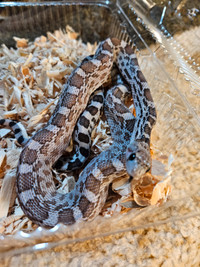 Axthantic het albino female gopher snake